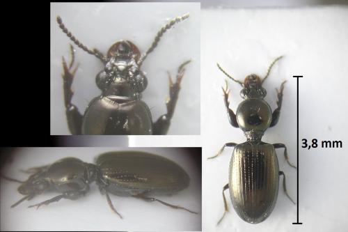 Réf. 202 881 : Dyschirius tristis